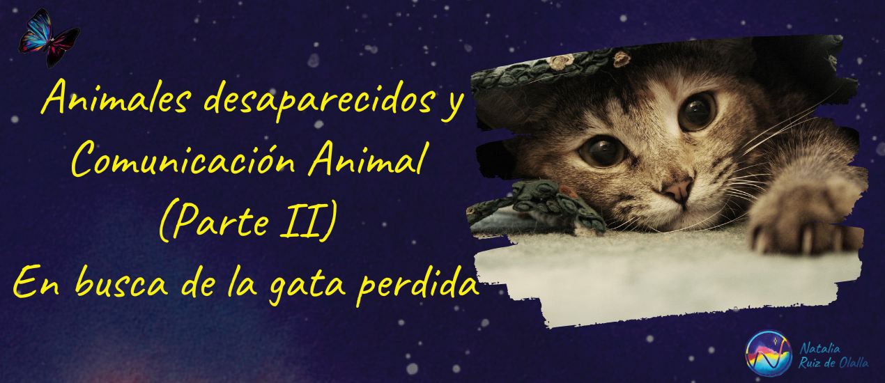 Animales desaparecidos y Comunicación Animal (Parte II) En busca de la gata perdida