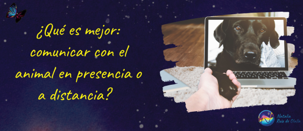 ¿Qué es mejor: comunicar con el animal en presencia o a distancia?